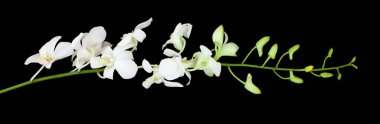 Dendrobium Noble (Emma White) orkide çiçeği. Siyah arka planda izole edilmiş beyaz tropikal bitki öngörünümü
