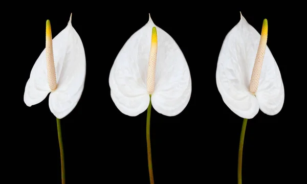 Anthurium Andraeanum Blanc Isolé Fleur Flamant Rose Sur Fond Noir — Photo