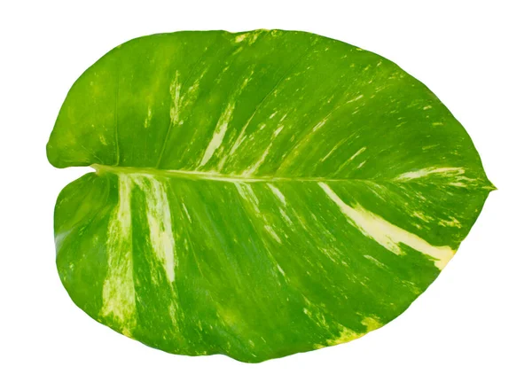 Epipremnum Pinnatum Green Big Leaf Draufsicht Isoliert Auf Weißem Hintergrund — Stockfoto