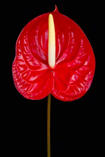 Anthurium Andraeanum Rouge Isolé Fleur Flamant Rose Sur Fond Noir — Photo