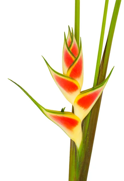 Heliconia Wagneriana Petersen Blume Isoliert Auf Weißem Hintergrund Rote Tropische — Stockfoto