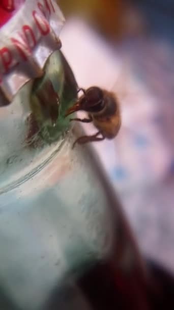 Маленькая Пчелка Играет Бутылочным Шприцем Пытается Выпить Какой Шприц Оставленный — стоковое видео