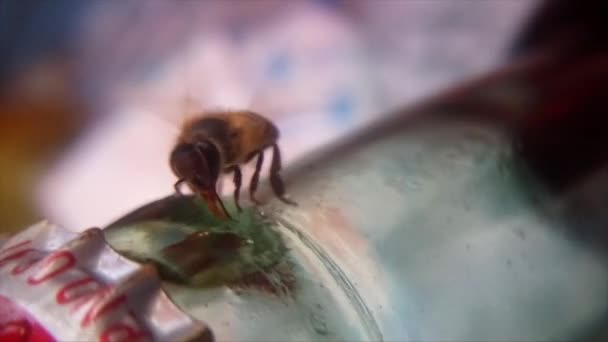 Gibt Eine Kleine Biene Die Mit Flaschensirup Spielt Versucht Immer — Stockvideo