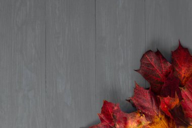 Kopya alanı ile mavi bir ahşap zemin üzerine kırmızı ve turuncu sonbahar yaprakları