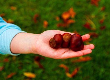 Conkers tutan bir genç femaile el