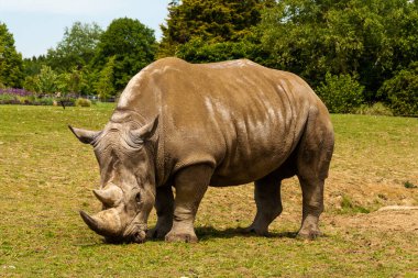 A white rhinoceros grazing on grass in a wildlife park clipart