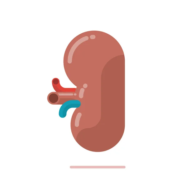Flat Design Illustration Healthy Human Kidney Isolated White — Stock Vector