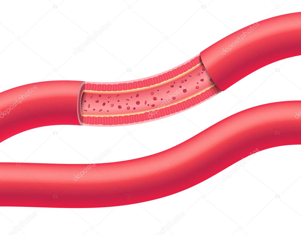 Healthy human anatomical vessels with blood cells, vector illustration