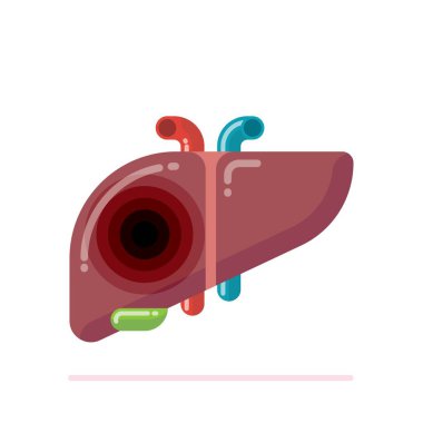 İnsan Karaciğer safra kesesi üzerinde beyaz izole ile düz tasarlamak