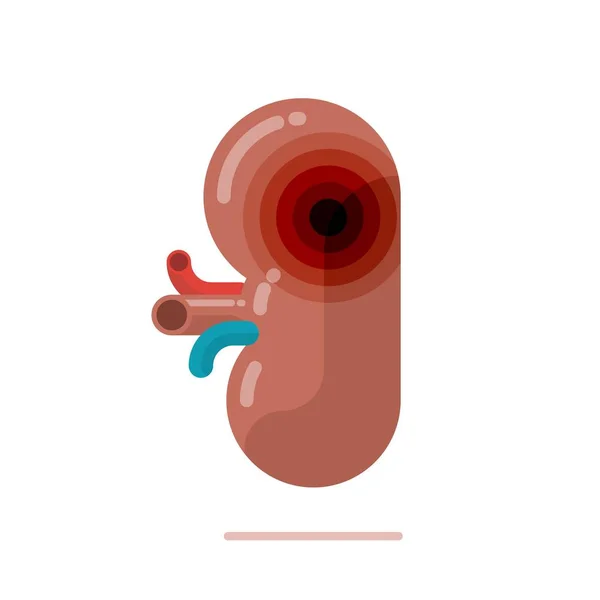 Επίπεδη σχεδίαση εικονογράφηση του ανθρώπινου νεφρού — Διανυσματικό Αρχείο