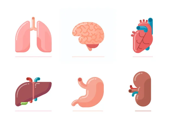 Diseño plano ilustración de órganos humanos — Vector de stock