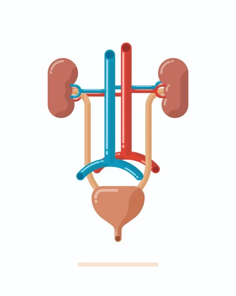 Ilustración del sistema urinario humano, ilustración plana del vector del diseño — Vector de stock