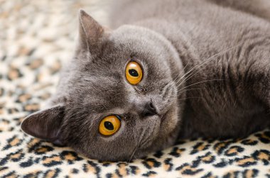 Bir kedinin portresi