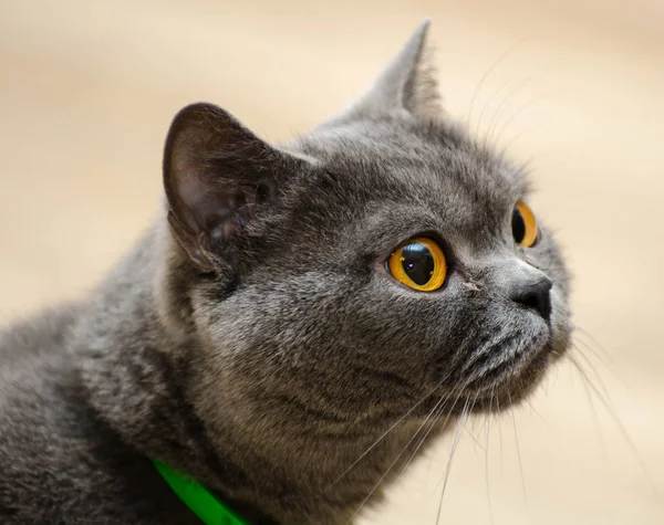 Retrato Gato — Fotografia de Stock