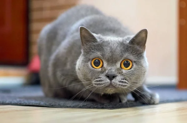 Look Surprised Scottish Cat — Stock Photo, Image