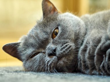 İskoç kedi portresi 