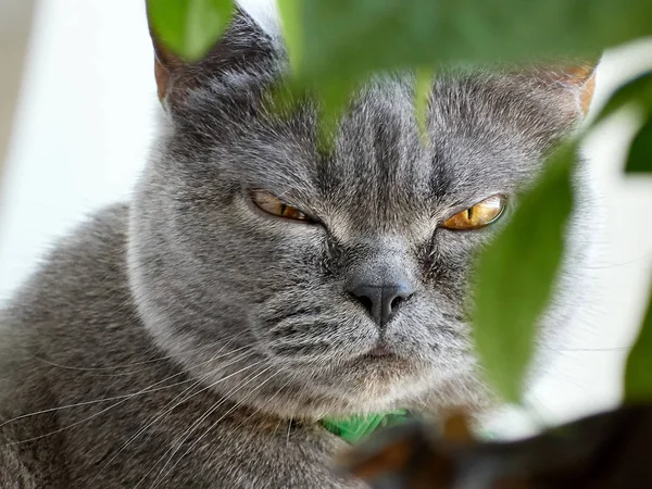 Retrato Gato Escocês — Fotografia de Stock