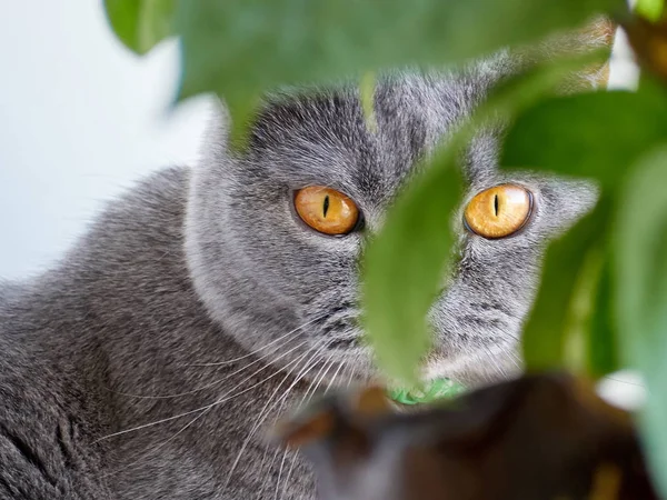 Retrato Gato Escocês — Fotografia de Stock