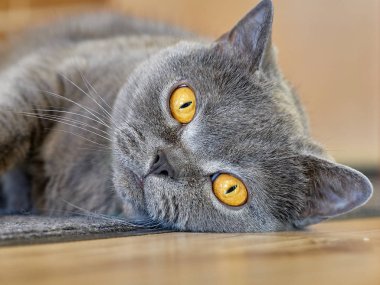 İskoç düz kedi portresi         