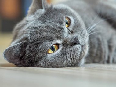 İskoç düz kedi portresi     