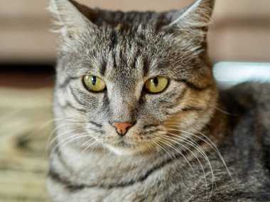 sadece sevimli bir ev kedisi 