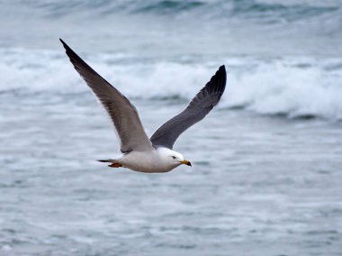 Martı dalgaların üzerinde uçuyor 