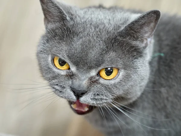 Retrato Gato Direto Escocês — Fotografia de Stock