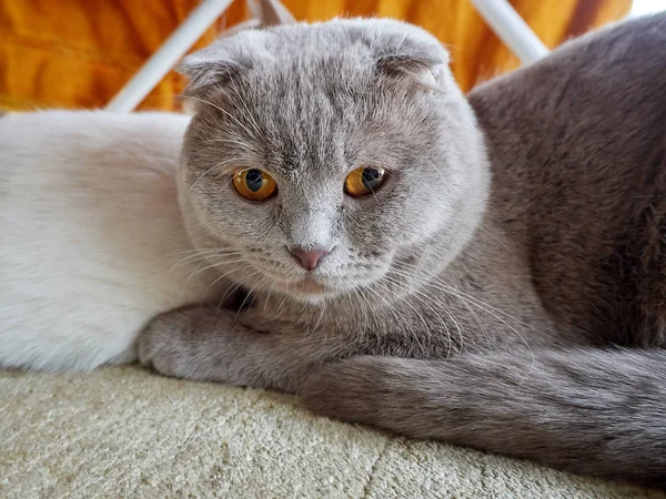 Apenas Gato Bonito Casa — Fotografia de Stock