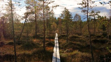A wooden path going through autumn nature of Oulanka National Park in Finland clipart