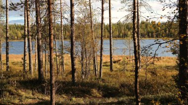 View of a lake through trees in Oulanka National Park, in Finland clipart