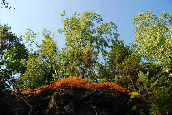 Foresta Ceca Autunno — Foto Stock