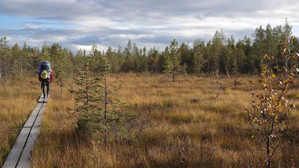 Természetjárás Őszi Természetben Oulanka Nemzeti Parkban Finnország — Stock Fotó