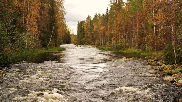 Ποταμός Που Διέρχεται Από Φθινοπωρινό Δάσος Στο Εθνικό Πάρκο Oulanka — Φωτογραφία Αρχείου