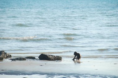Deniz kıyısında bir plajda yürüyen uzun kuyruk kahverengi makak maymunlar Grubu