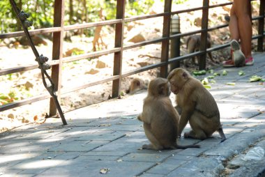 Yolda birlikte oturan bir çift makak maymunu.