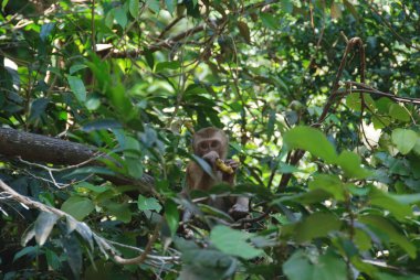 Yaprakların arasından bir ağacın üzerinde küçük bir makak maymunu