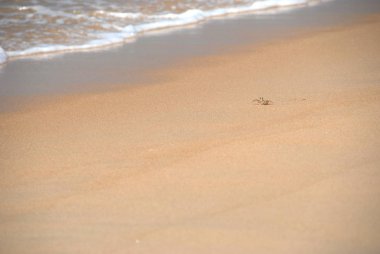 Denize giden bir sahilde küçük bir yengeç