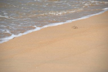 Denize giden bir sahilde küçük bir yengeç