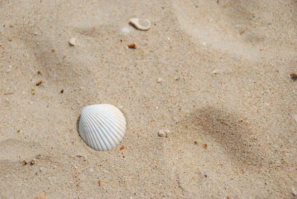 Egy Kis Fehér Héj Fekszik Homokban Strand — Stock Fotó