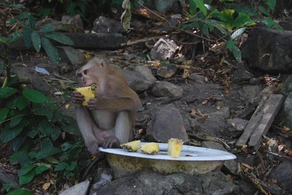 Singe Macaque Sauvage Qui Mange Des Ananas — Photo