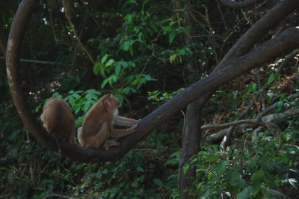 Дві Макарони Сидять Гілці Дерева Джунглях — стокове фото