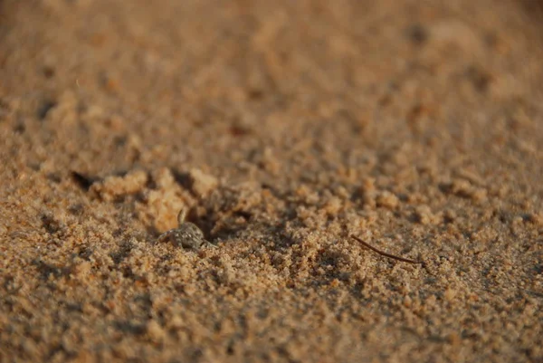 Крупним Планом Маленький Краб Піску — стокове фото