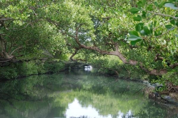 Inside the green tunnel of mangroves, Taijiang National Park, Tainan, Taiwan