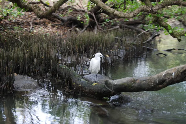 Oiseau Blanc Debout Sur Une Jambe Sur Une Branche Dans — Photo