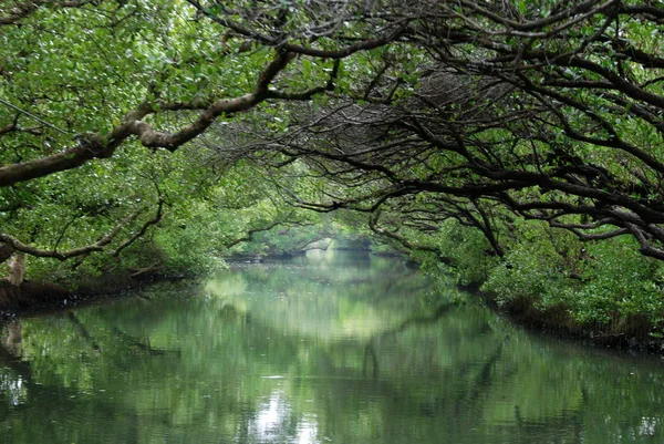 Mangrov yeşil tüneli içinde, Taijiang Milli Parkı, Tainan, Tayvan
