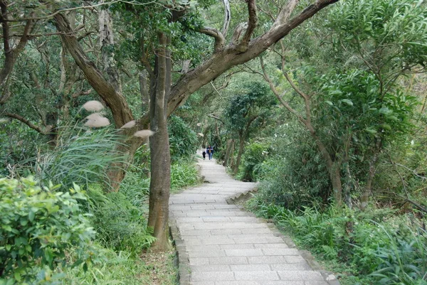 Ein Steinweg Der Durch Einen Grünen Baumpark Führt — Stockfoto