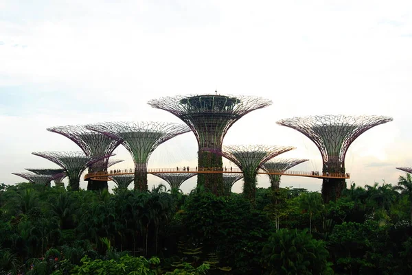 Blick Auf Supertree Hain Und Gärten Der Bucht Singapore — Stockfoto