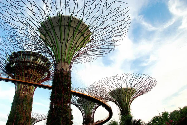 Skyway Vrcholu Supertree Grove Zahradách Zátoky Singapur — Stock fotografie