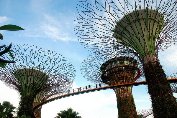 Skyway Στην Κορυφή Του Supertree Grove Στους Κήπους Bay Σιγκαπούρη — Φωτογραφία Αρχείου