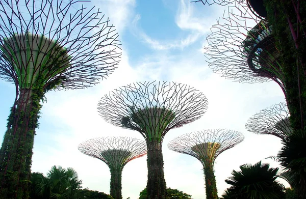 Σούπερδεντρο Γκρόουβ Των Κήπων Από Τον Κόλπο Στη Σιγκαπούρη — Φωτογραφία Αρχείου